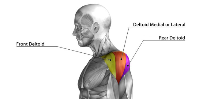 The anatomy of the shoulder
